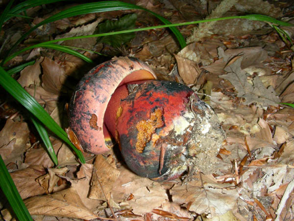 Boletus rhodoporpureus?fotog.07.07.09