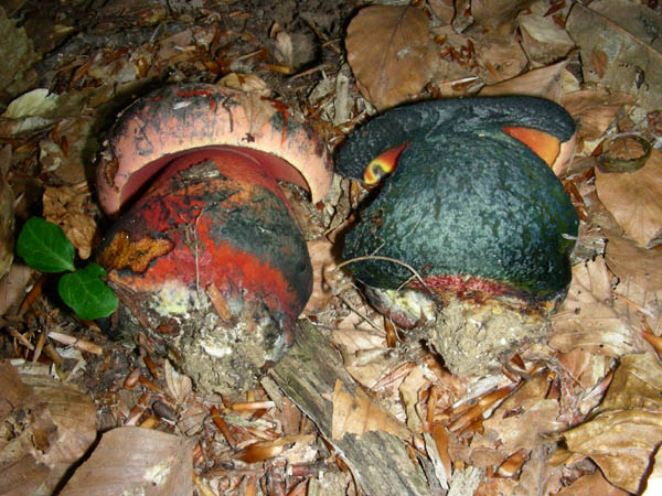 Boletus rhodoporpureus?fotog.07.07.09