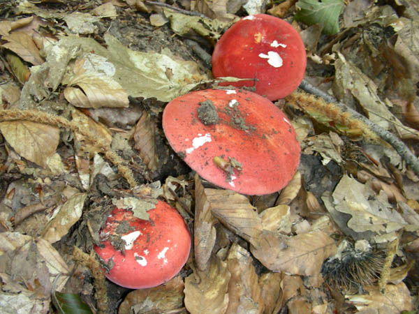 Ritrovamenti del 3/e del 7 luglio