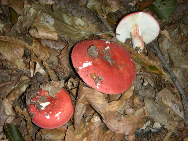 Ritrovamenti del 3/e del 7 luglio