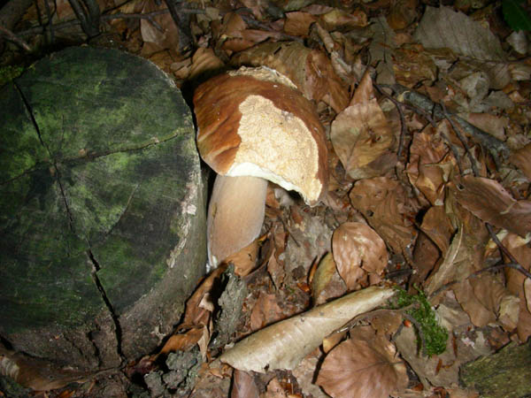 Ritrovamenti del 07.07.09. Boletus edulis.