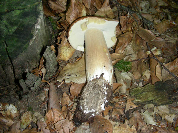 Ritrovamenti del 07.07.09. Boletus edulis.