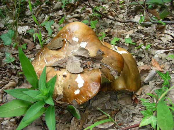 Ritrovamenti del 07.07.09. Boletus edulis.