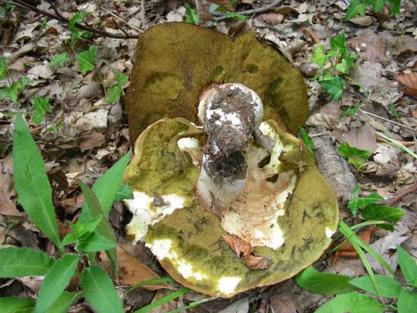 Ritrovamenti del 07.07.09. Boletus edulis.