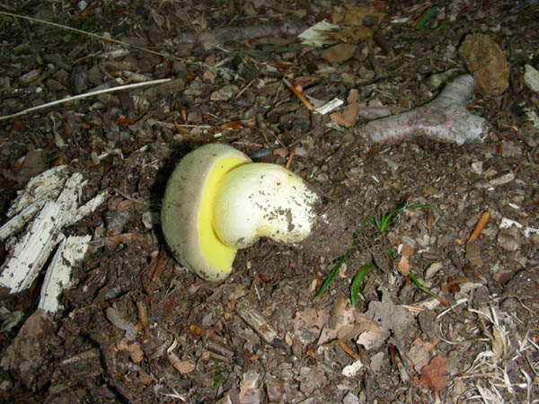 Due Boletus da confermare fotog.il 07.07.09.