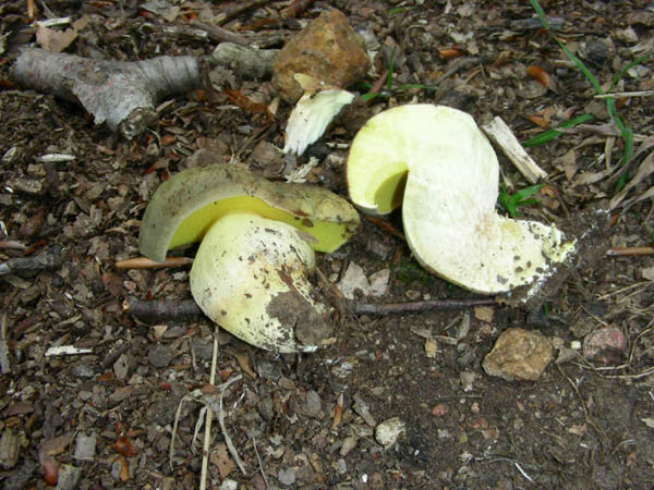 Due Boletus da confermare fotog.il 07.07.09.