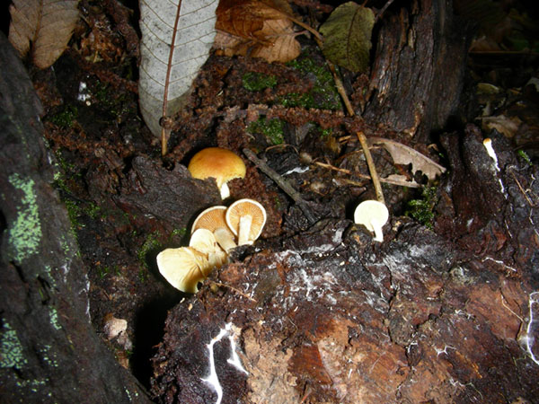 Tre funghi fotog. 07.10.08