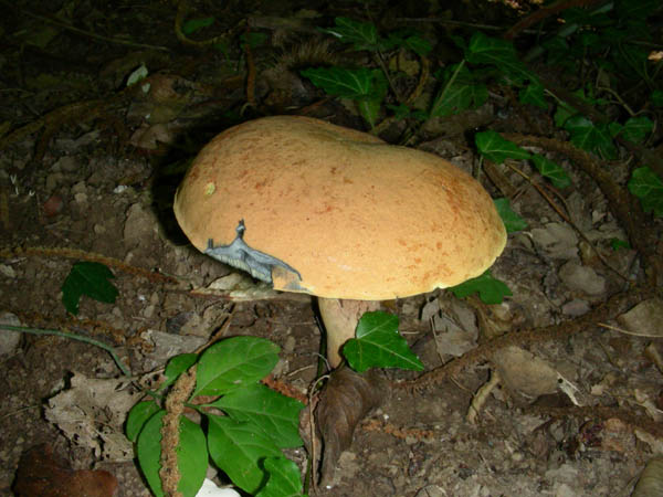 Ritrovamenti del 3/e del 7 luglio