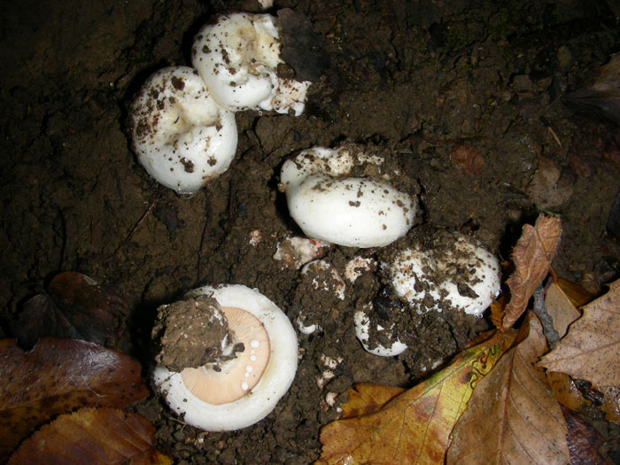 Lactarius bertillonii? (cfr. Lactarius controversus)