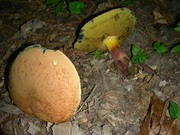 Ritrovamenti del 3/e del 7 luglio