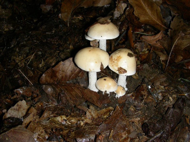 Tre funghi fotog. 07.10.08