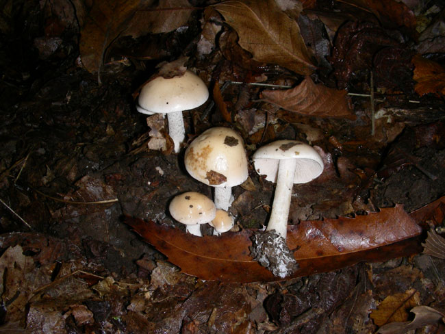 Tre funghi fotog. 07.10.08