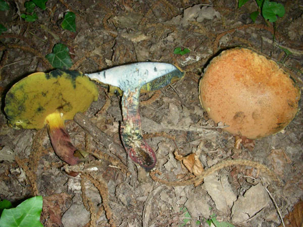 Ritrovamenti del 3/e del 7 luglio