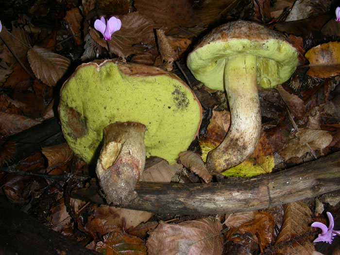 Boletus impolitus.
