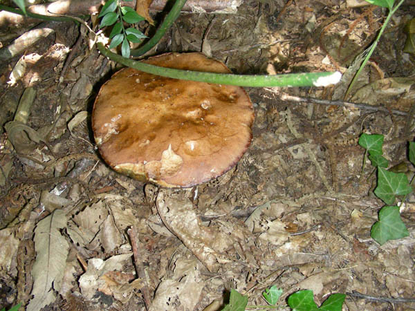 Ritrovamenti del 07.07.09. Boletus edulis.