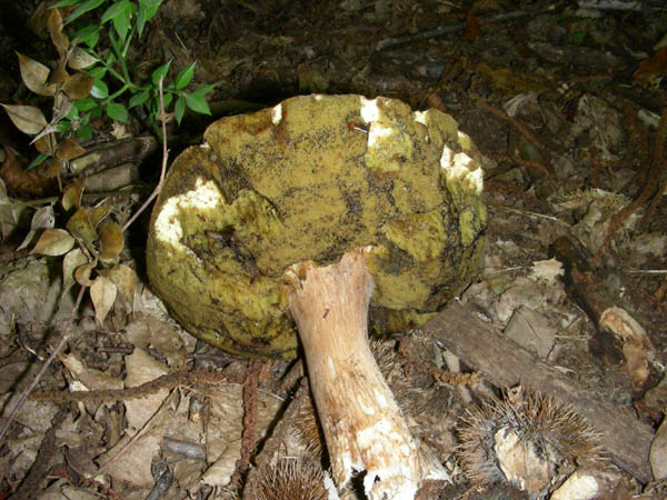 Ritrovamenti del 07.07.09. Boletus edulis.