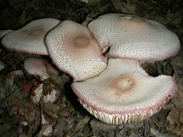 Agaricus fotog.07.07.09.