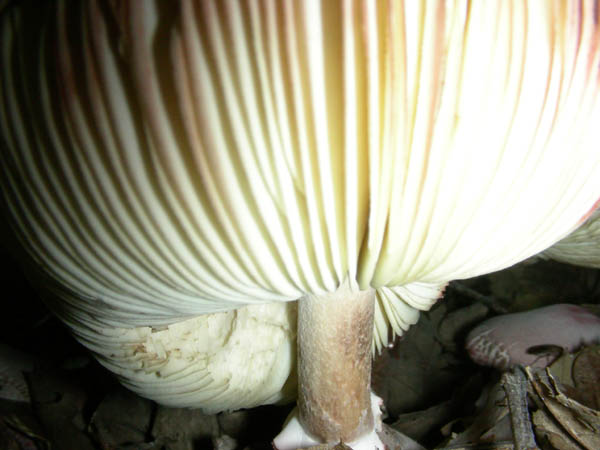 Agaricus fotog.07.07.09.