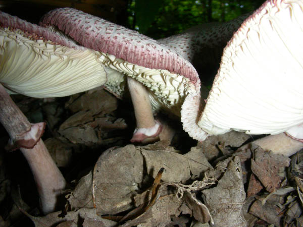 Agaricus fotog.07.07.09.