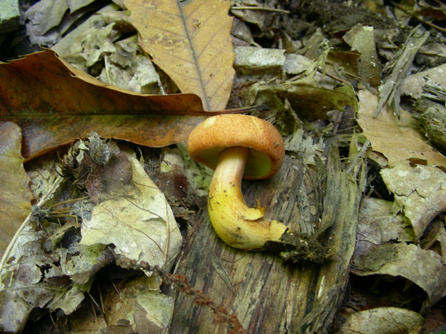 Xerocomus  armeniacus?