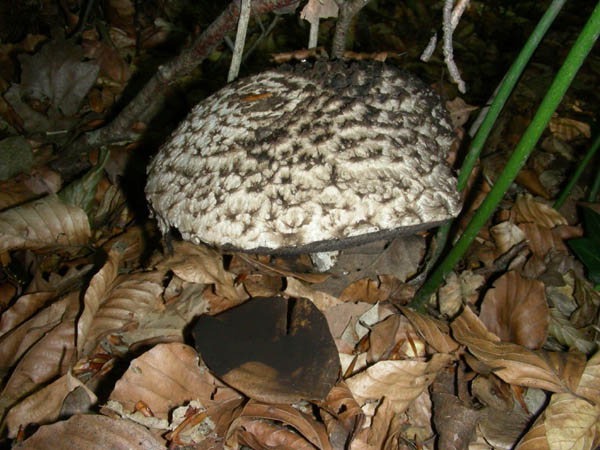 Strobilomyces strobilaceus fotog. il10.07.09