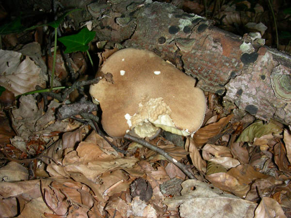 Fotografati il10.07.09.