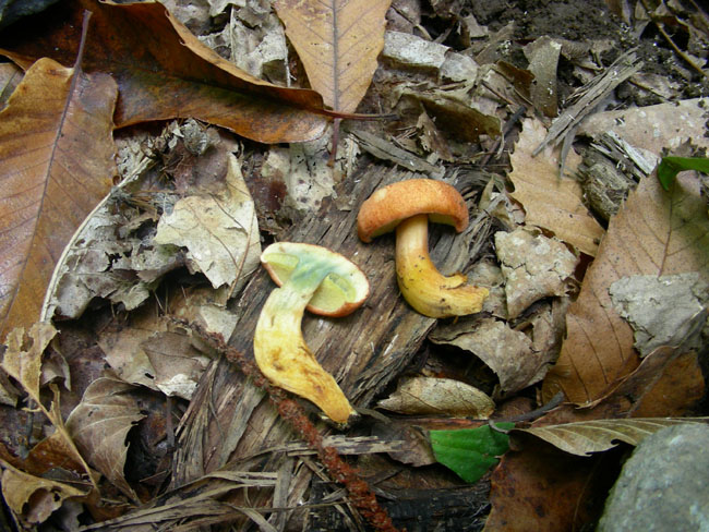 Xerocomus  armeniacus?