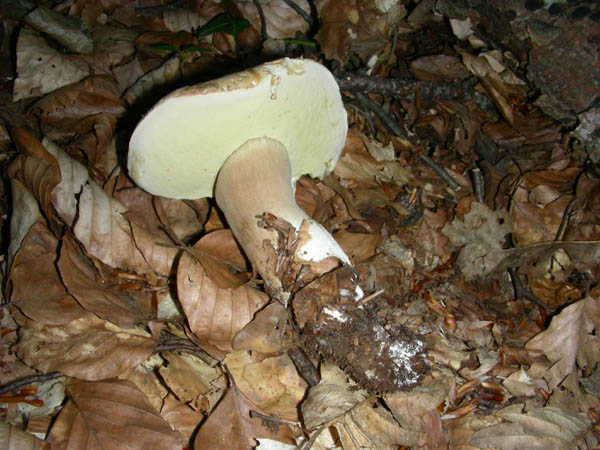 Fotografati il10.07.09.