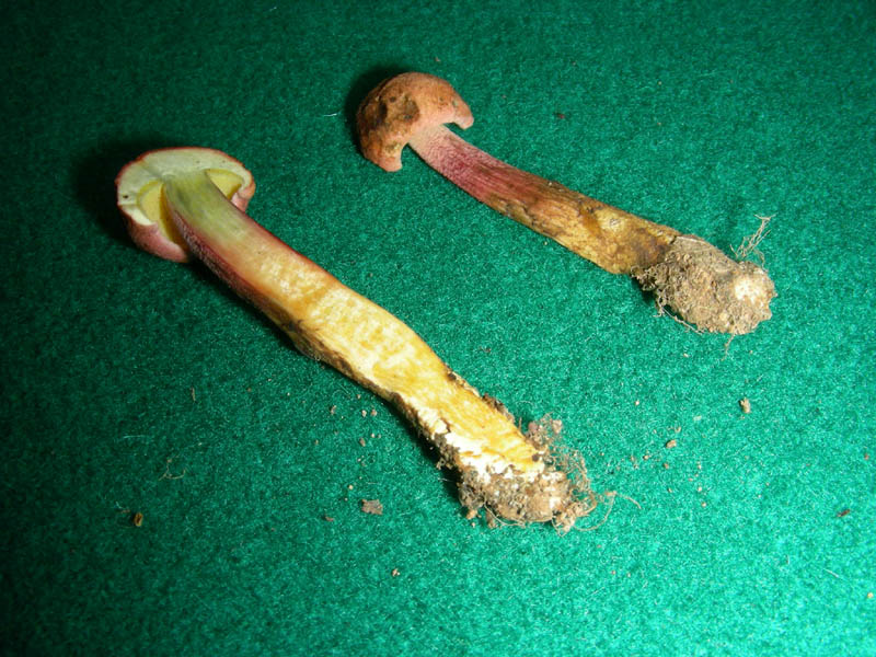 Piccolo boletus fotog.il 22.06.2010