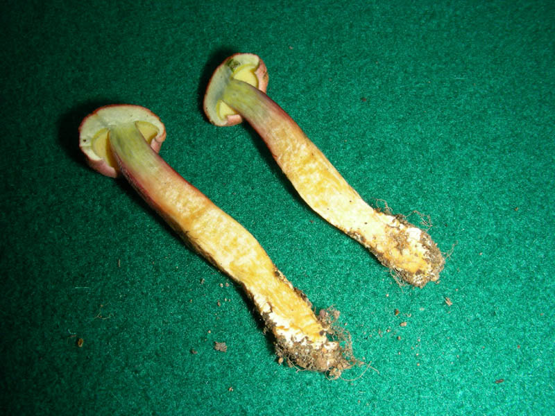 Piccolo boletus fotog.il 22.06.2010