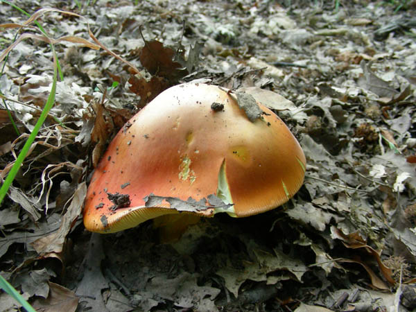 Amanita caesarea fotog. il 10.07.09.