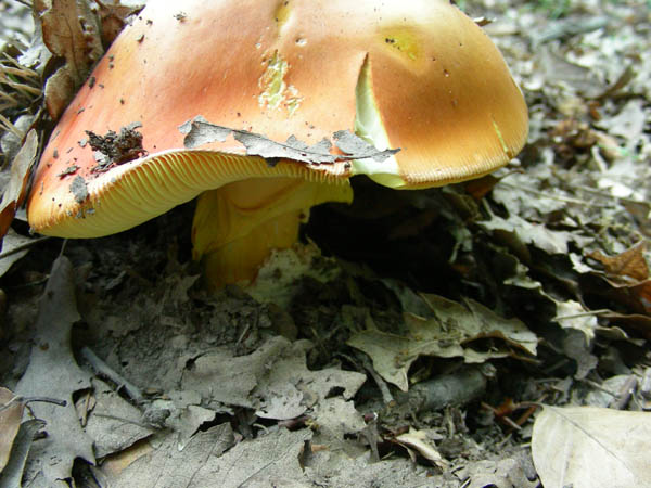 Amanita caesarea fotog. il 10.07.09.