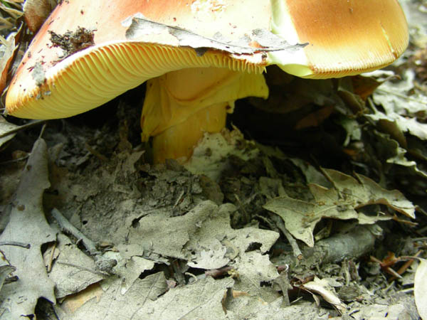 Amanita caesarea fotog. il 10.07.09.