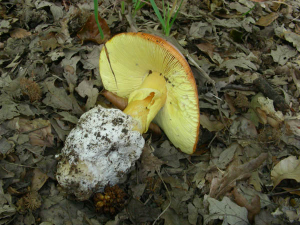 Amanita caesarea fotog. il 10.07.09.