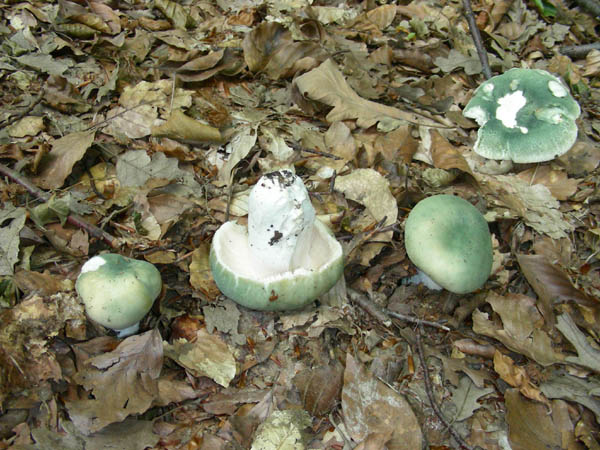 Fotografati il10.07.09.