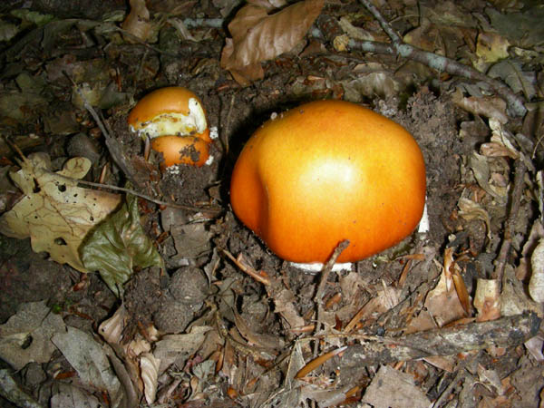 Amanita caesarea fotog. il 10.07.09.