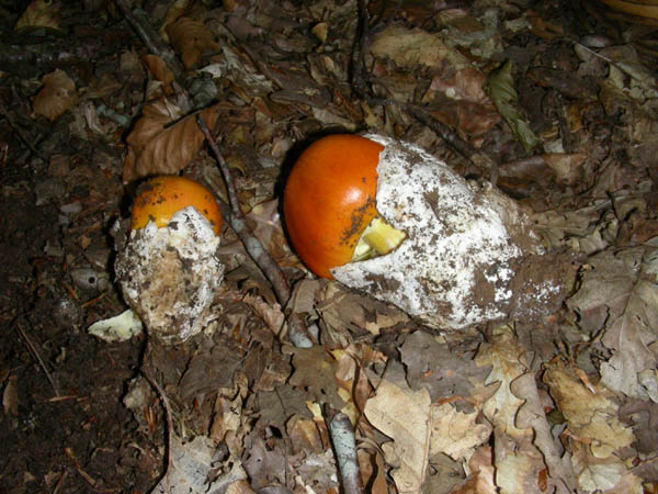 Amanita caesarea fotog. il 10.07.09.