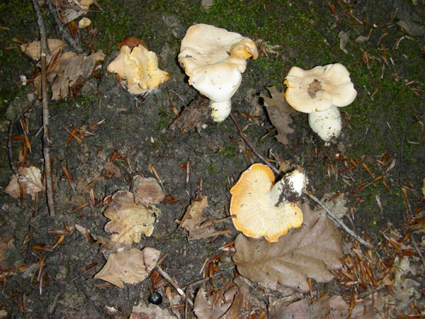 Fotografati il10.07.09.