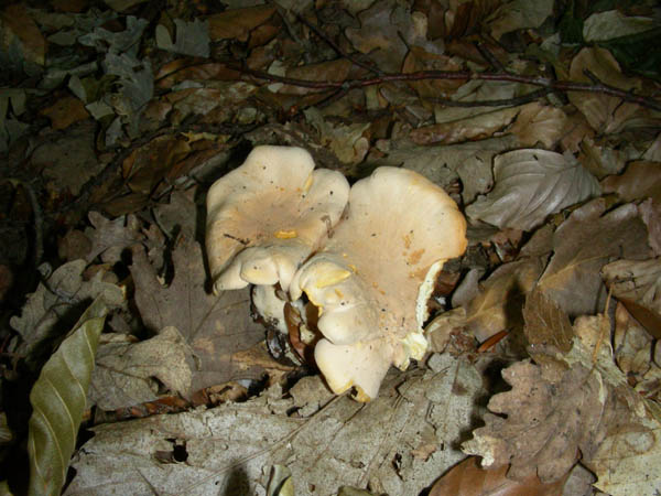 Fotografati il10.07.09.