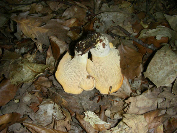 Fotografati il10.07.09.