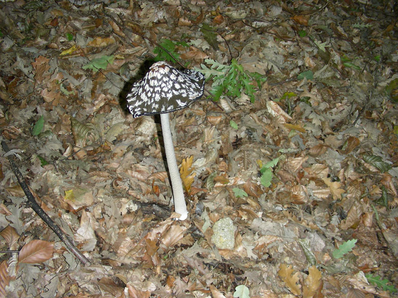 Quattro funghi.