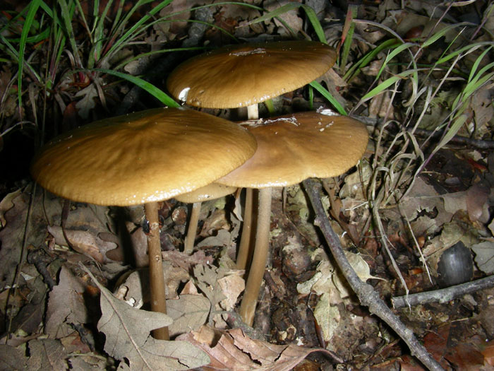 Quattro funghi.