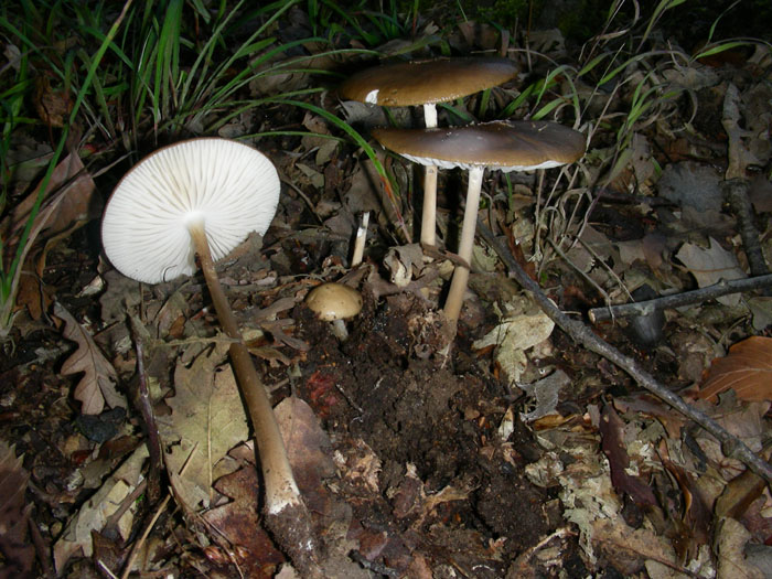 Quattro funghi.