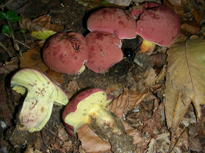 Boletus aemilii pu� essere?