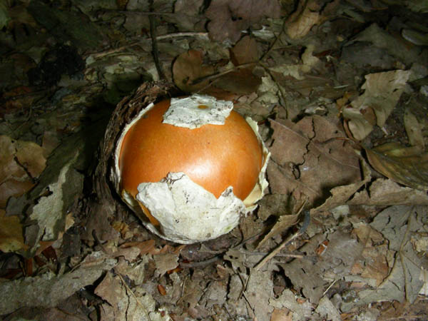 Gli ultimi ritrovamenti.