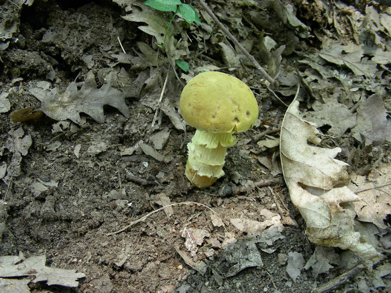 Boletus fotog.il 25.06.2010.