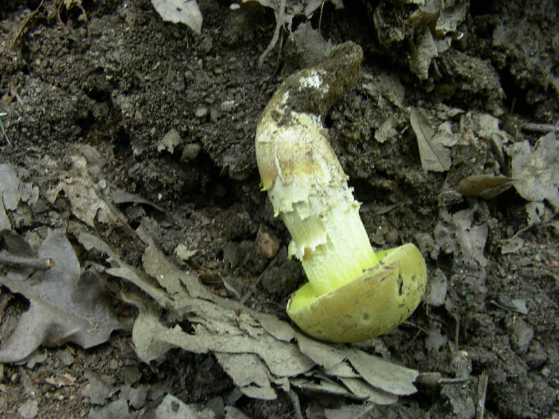 Boletus fotog.il 25.06.2010.