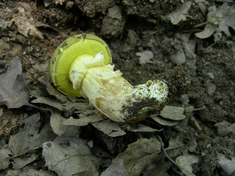 Boletus fotog.il 25.06.2010.