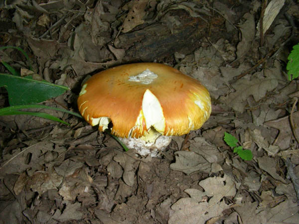 Gli ultimi ritrovamenti.