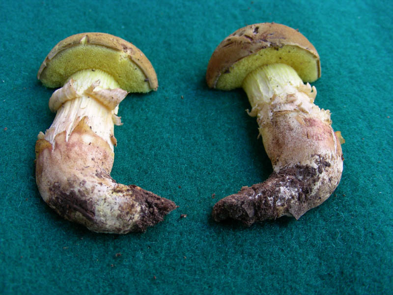 Boletus fotog.il 25.06.2010.